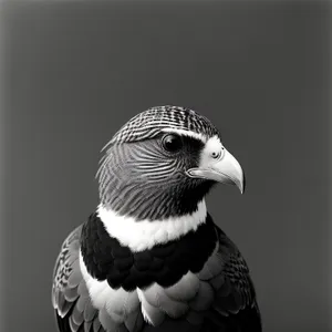 Wild Winged Hunter: Majestic Falcon in Flight