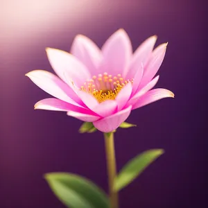 Blooming Pink Lotus Blossom in Garden Pond