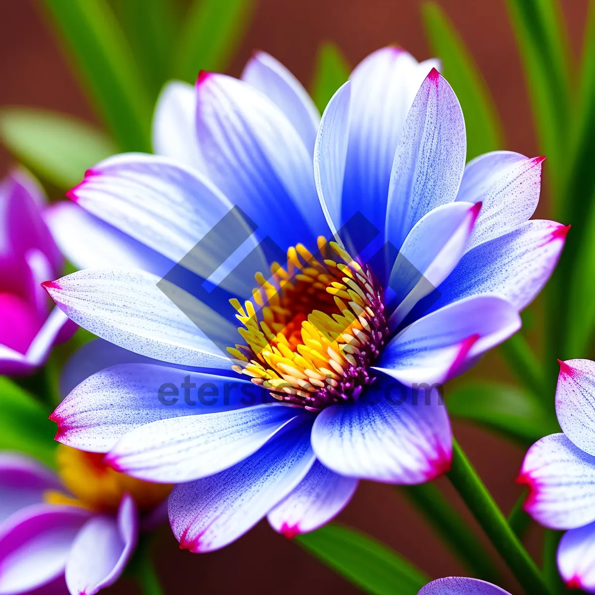 Picture of Vibrant Lotus Blossom in Full Bloom