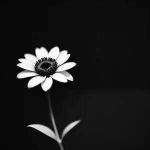 Bright Yellow Daisy Petals in Bloom