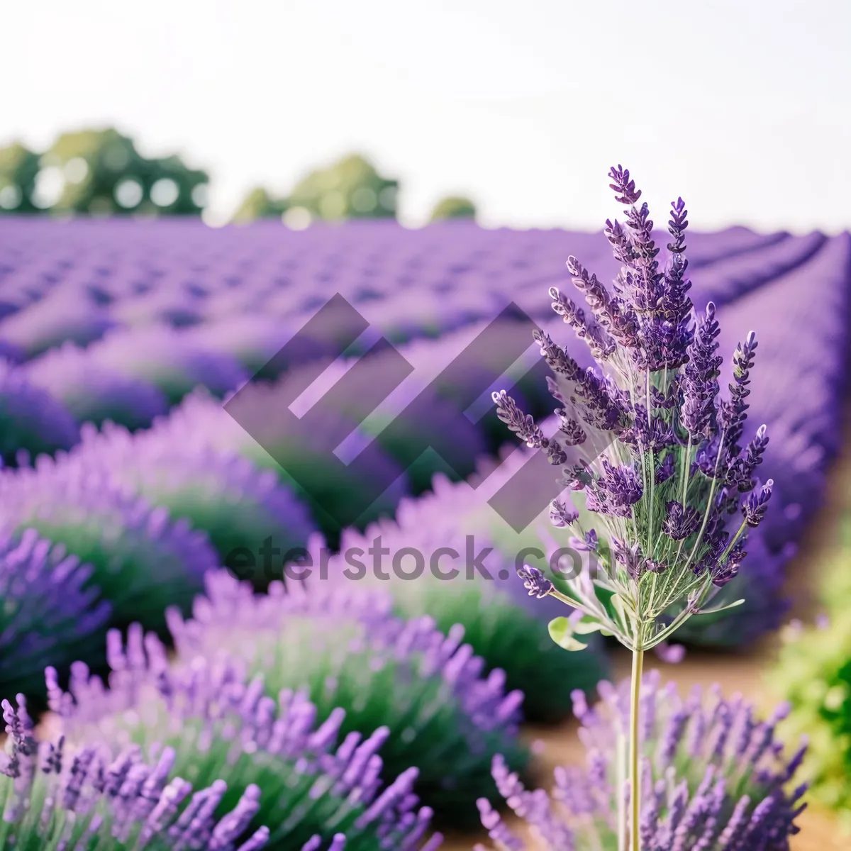 Picture of Vivid Lavender Blooms in Fragrant Garden