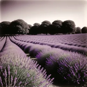 Vibrant Lavender Blooming in Picturesque Countryside