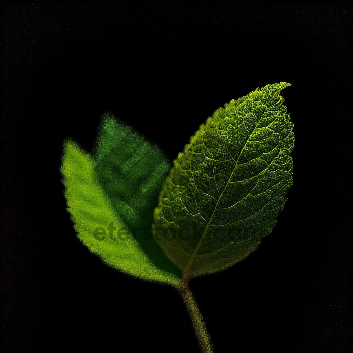 Picture of Closeup of bright green lacewing insect on alder leaf