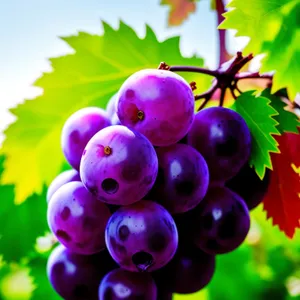 Vibrant Vineyard Harvest: Colorful Grape and Currant Art Design