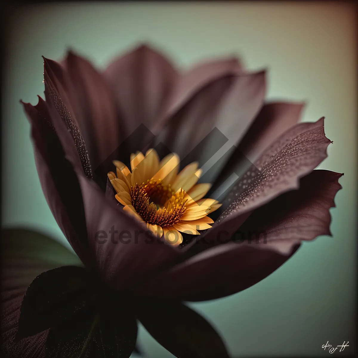Picture of Vibrant Sunflower Blossom in Full Bloom