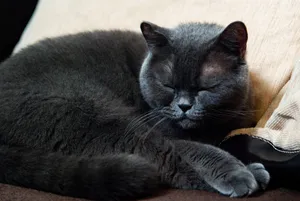 Fluffy Gray Tabby Cat with Playful Expression