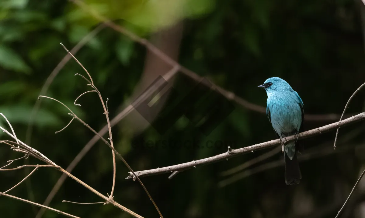 Picture of Indigo Bunting perched on tree branch with feathers fluffed