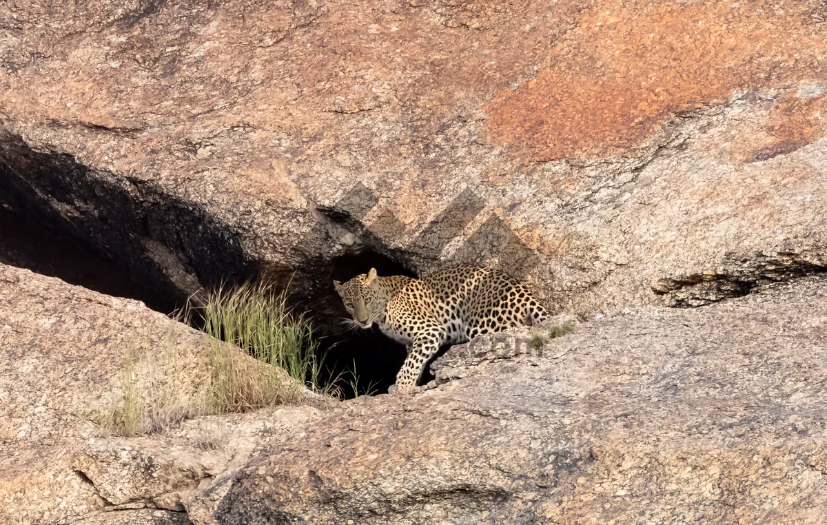 Picture of Safari Park Wildlife: Leopard and Cheetah in Action