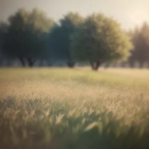 Golden Wheat Field Under Sunny Sky
