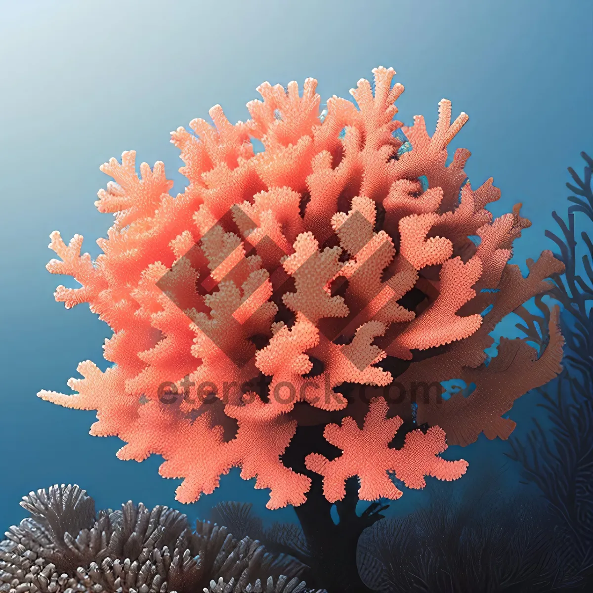 Picture of Bright Fish in Colorful Coral Reef