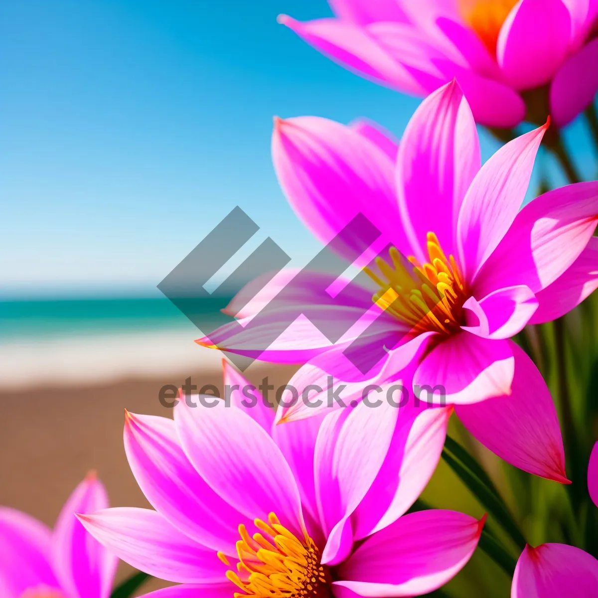 Picture of Vibrant Pink Lotus Blossom in Bloom