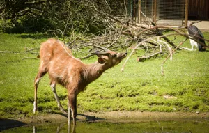 Wildlife deer grazing in forest park.