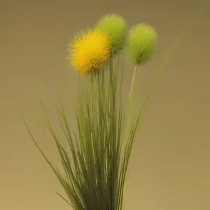 Ripe wheat field with yellow dandelions.