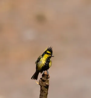 Flying Woodpecker in Wildlife Habitat