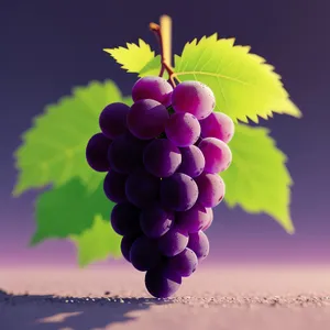 Juicy Autumn Harvest: Ripe Purple Grapes in Vineyard