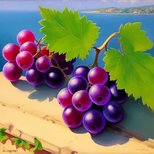 Ripe grape bunch - a juicy, healthy treat!