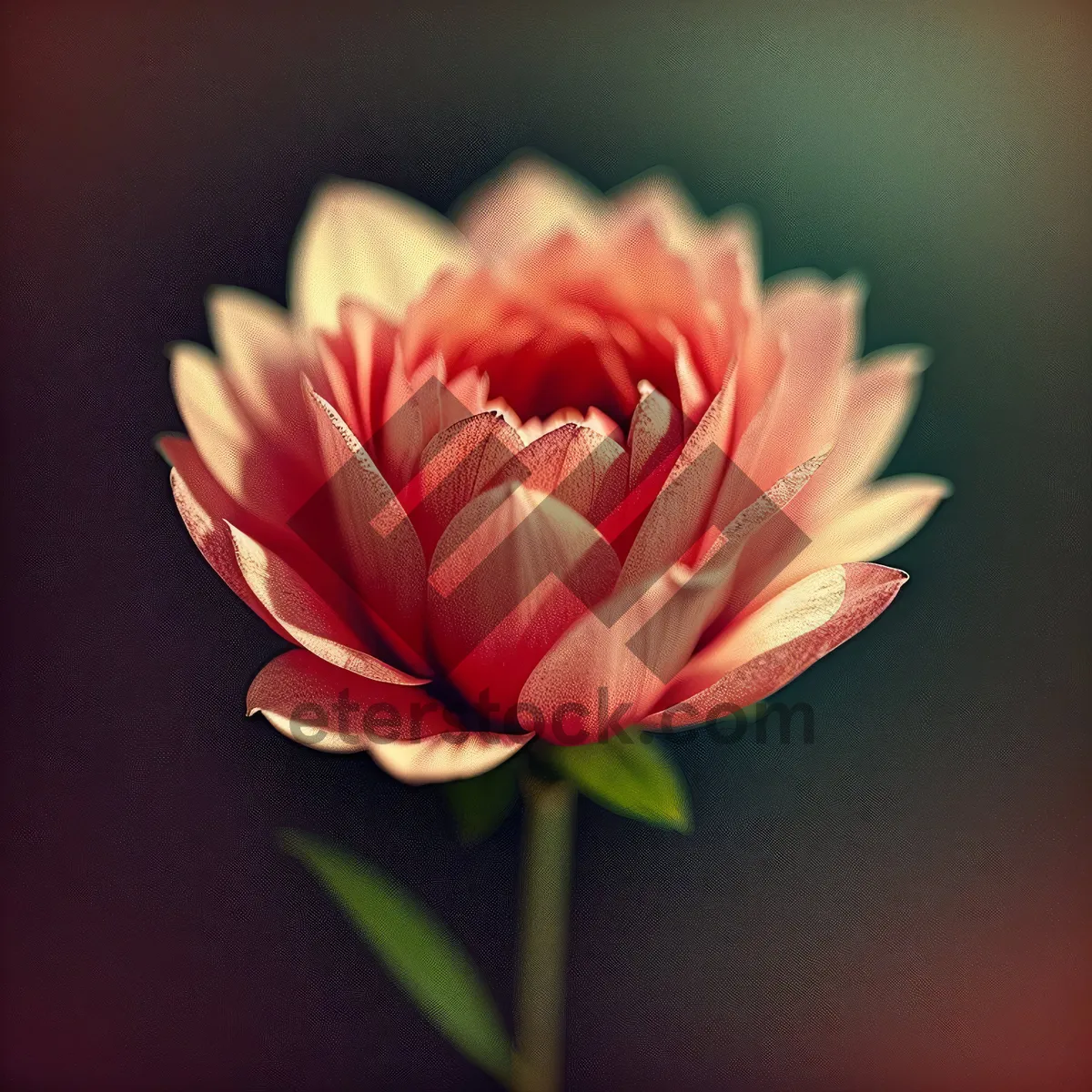 Picture of Pink Tulip Blossom in a Floral Garden