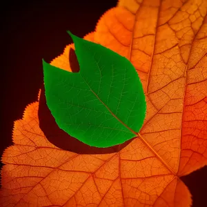 Vibrant Autumn Foliage: Maple Leaves in Bright Orange and Yellow