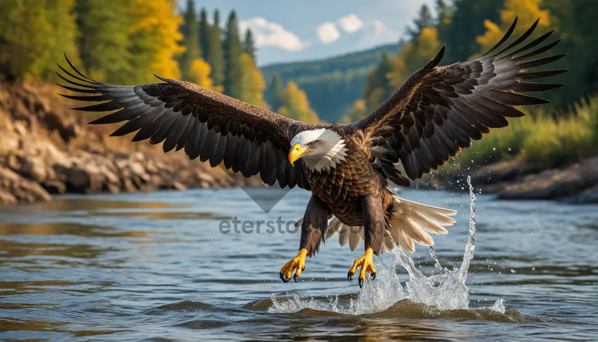 Picture of Bald Eagle in Flight with Outstretched Wings