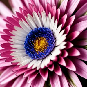 Vibrant Daisy Blossom in Full Bloom