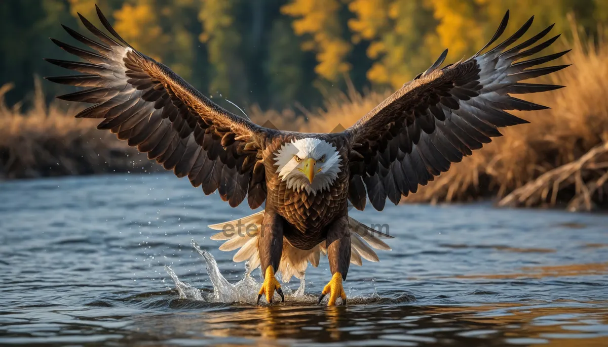 Picture of Predator bird with majestic wings flying over water