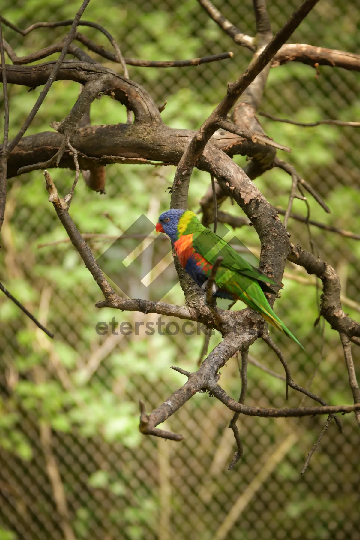 Picture of Colorful Tropical Macaw Bird in Exotic Park Setting