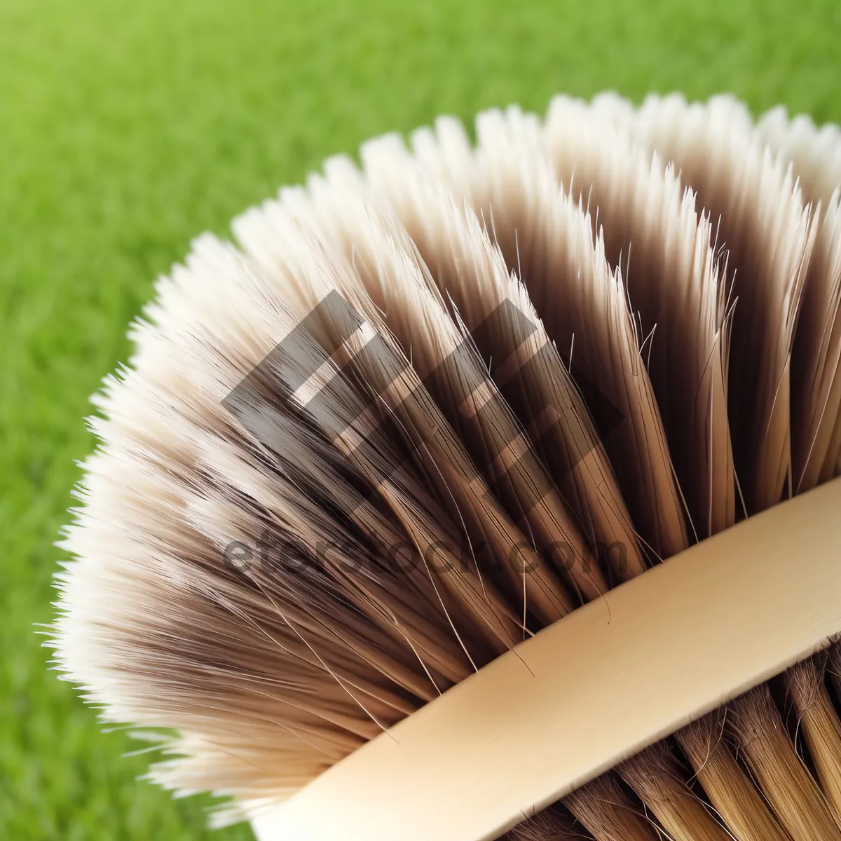 Picture of Mushroom close-up with scrub brush.