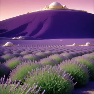 Lavender-filled countryside under a blue sky.