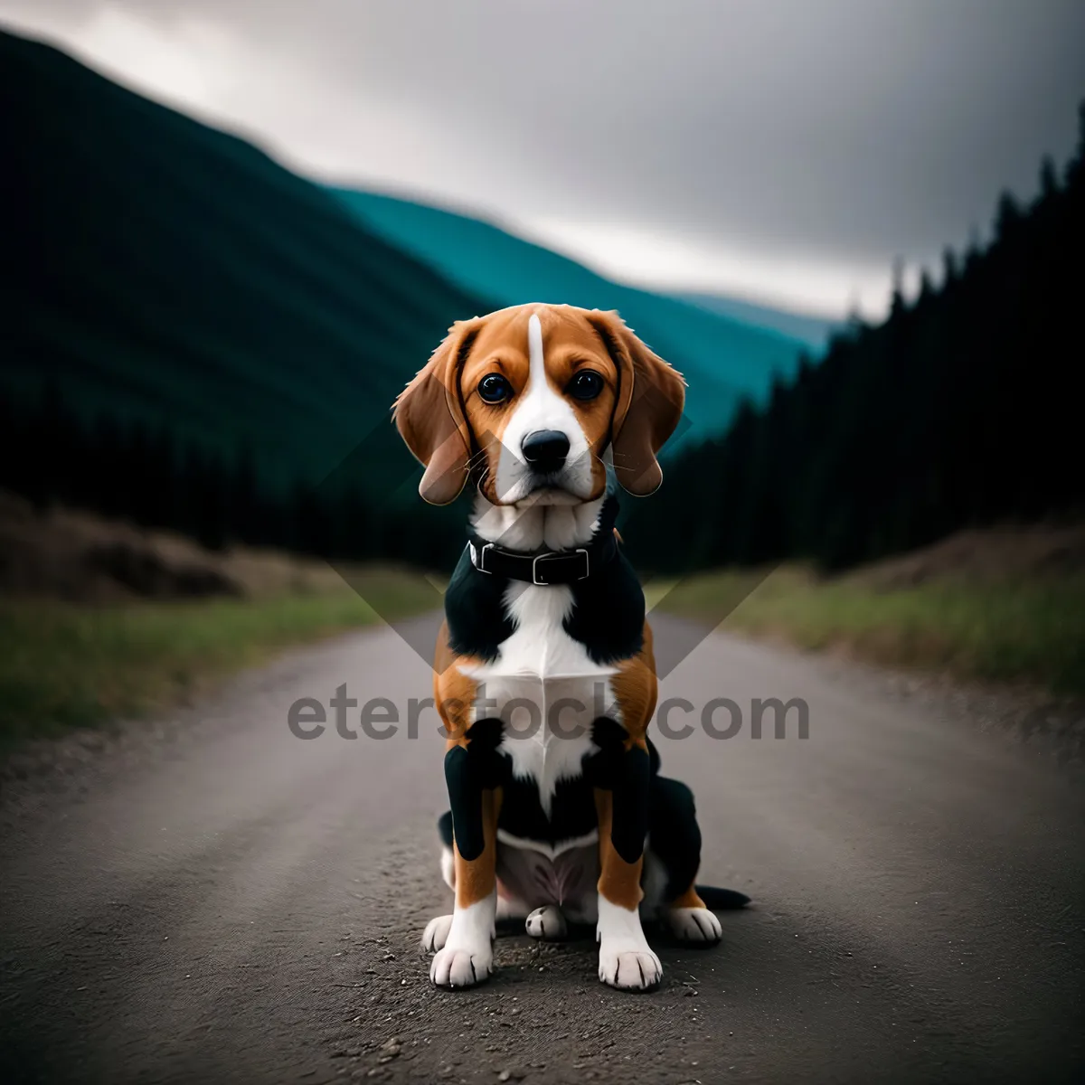 Picture of Adorable Beagle Puppy - Purebred Hound with Brown Coat