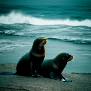 Playful Sea Lion Splashing in the Ocean