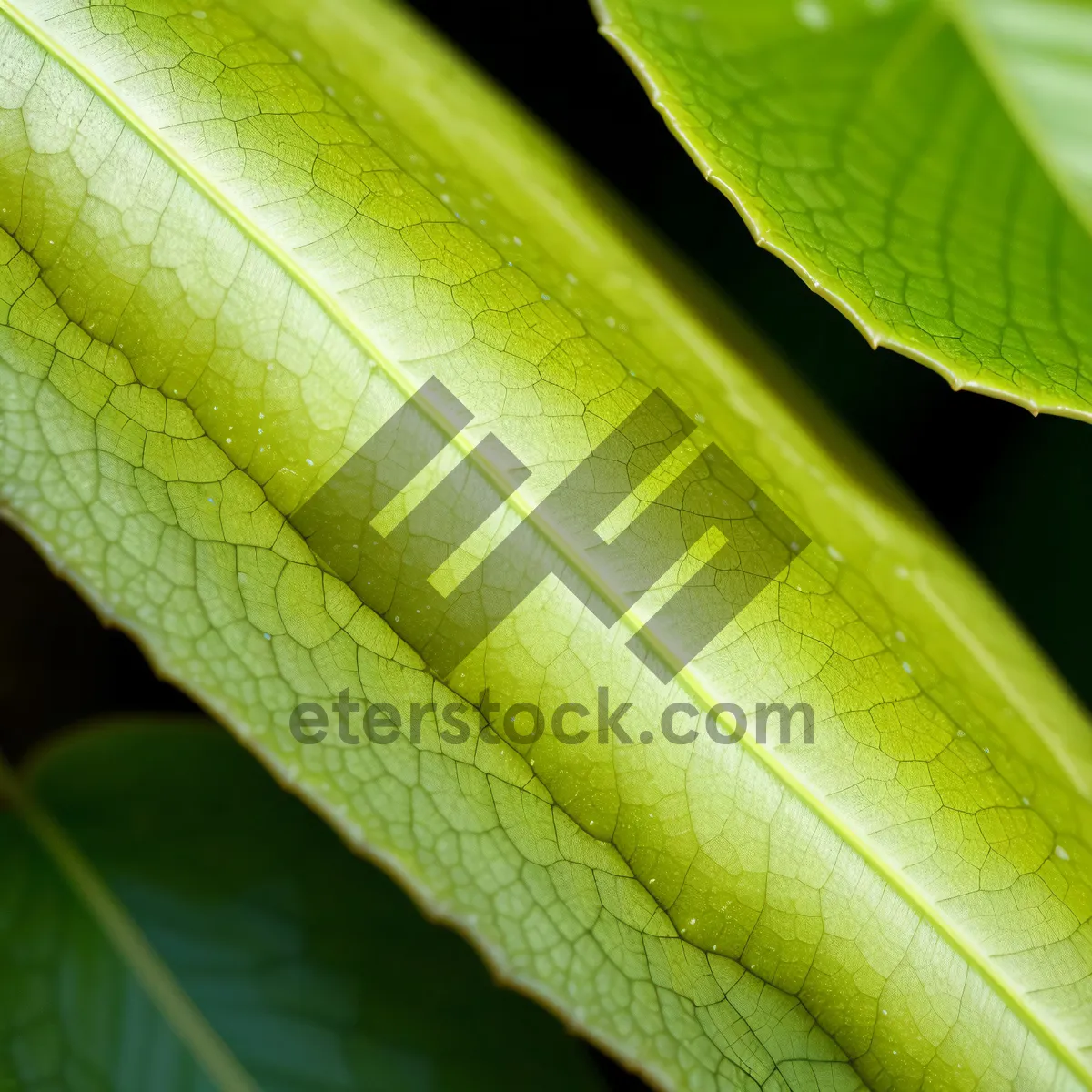 Picture of Vibrant Spring Foliage: Lush Leaf Veins and Fresh Organic Growth