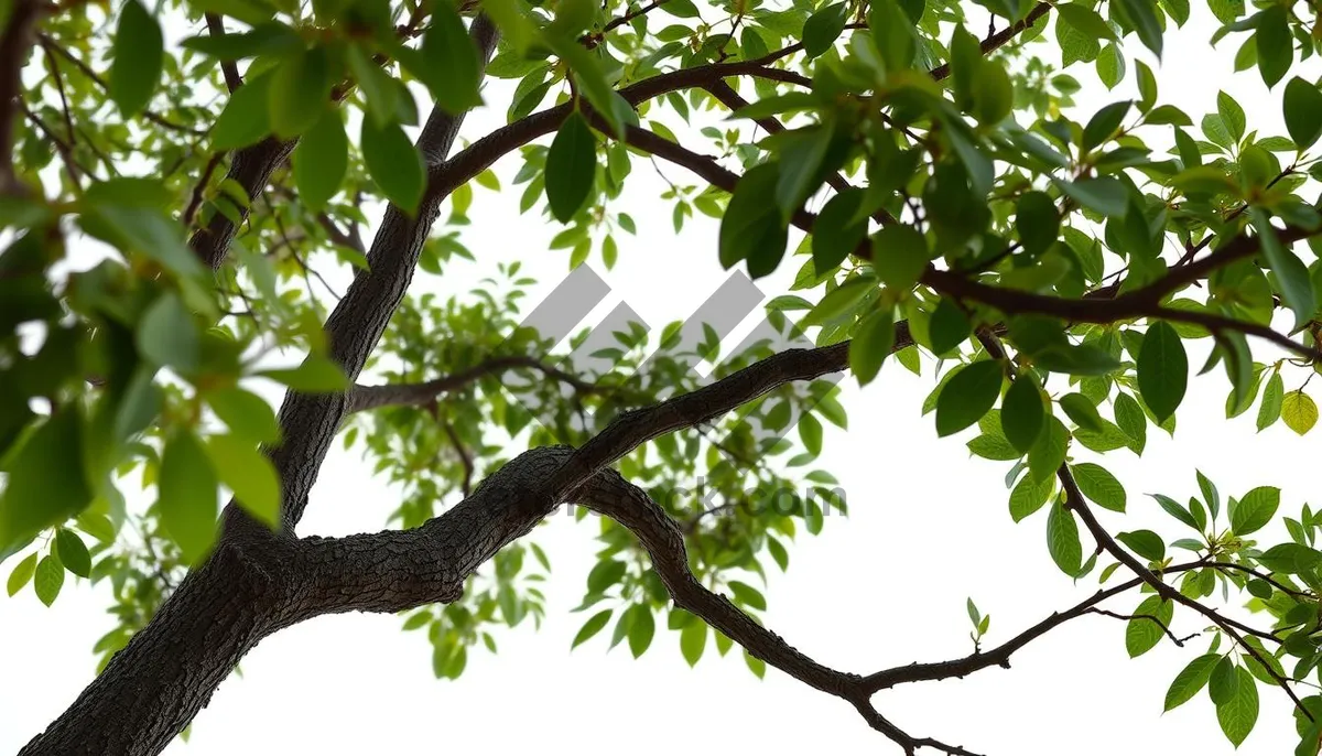 Picture of Summer park tree foliage in woods