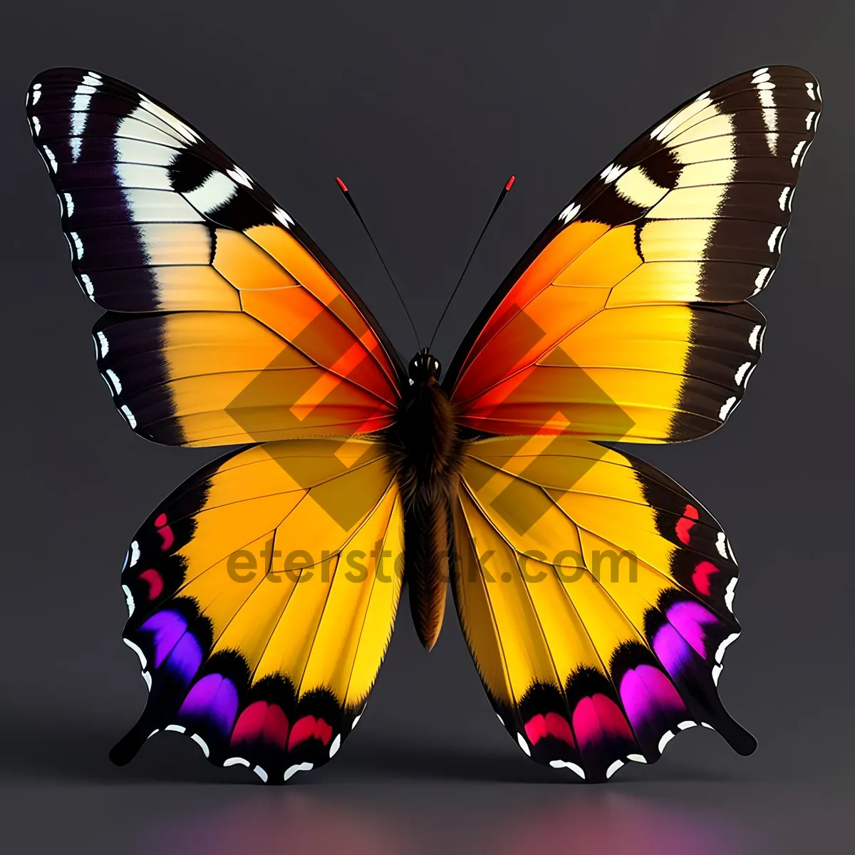 Picture of Colorful Butterfly Wing Design in Summer Flight