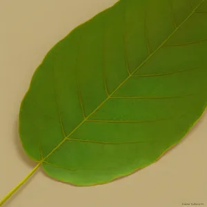 Vibrant Foliage: Wild ginger plant leaves in spring