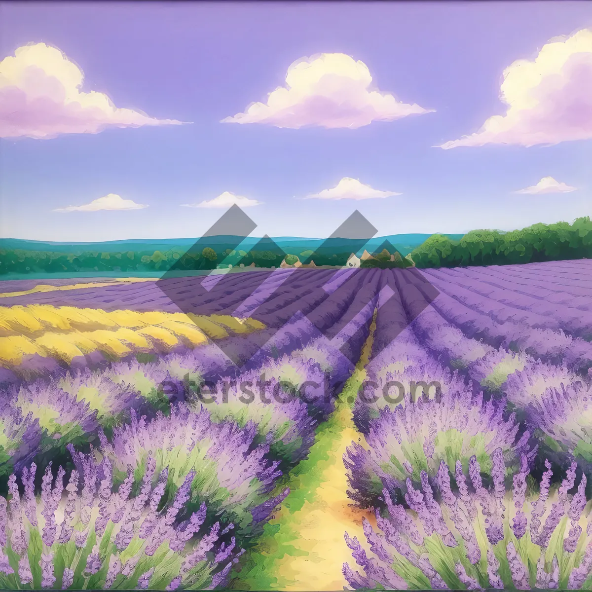 Picture of Summer Farming Landscape with Lavender Fields and Clear Skies