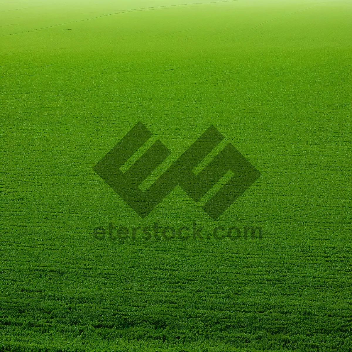 Picture of Vibrant Summer Meadow with Lush Greenery