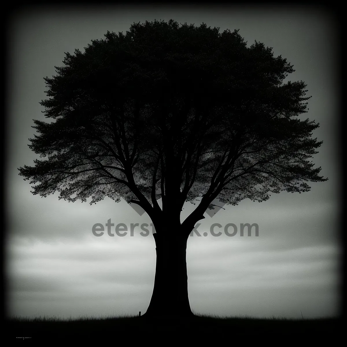 Picture of Serene Spring Oak Silhouette in Forest Landscape