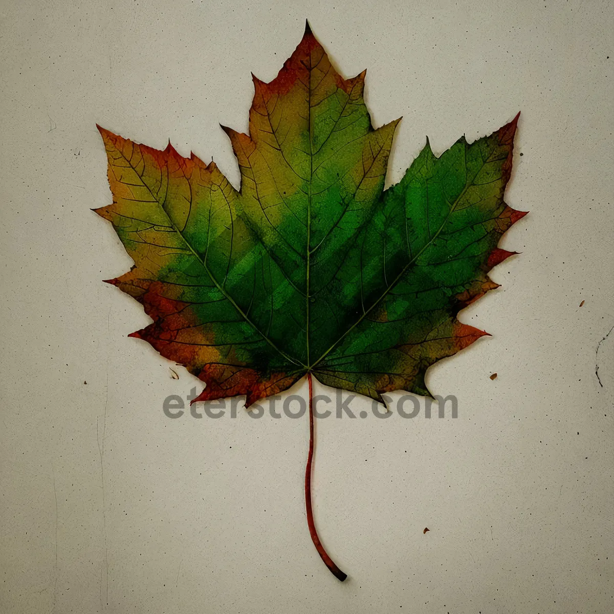 Picture of Vibrant Autumn Maple Tree Leaf - Natural Foliage in Fall Season