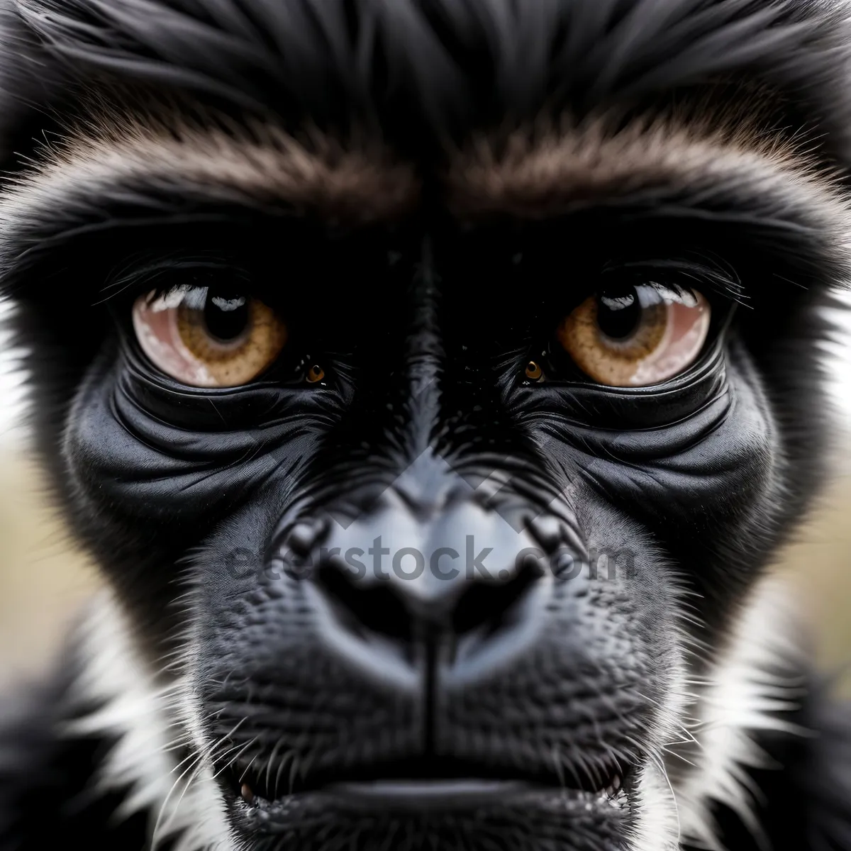 Picture of Adorable Lemur with Captivating Gaze