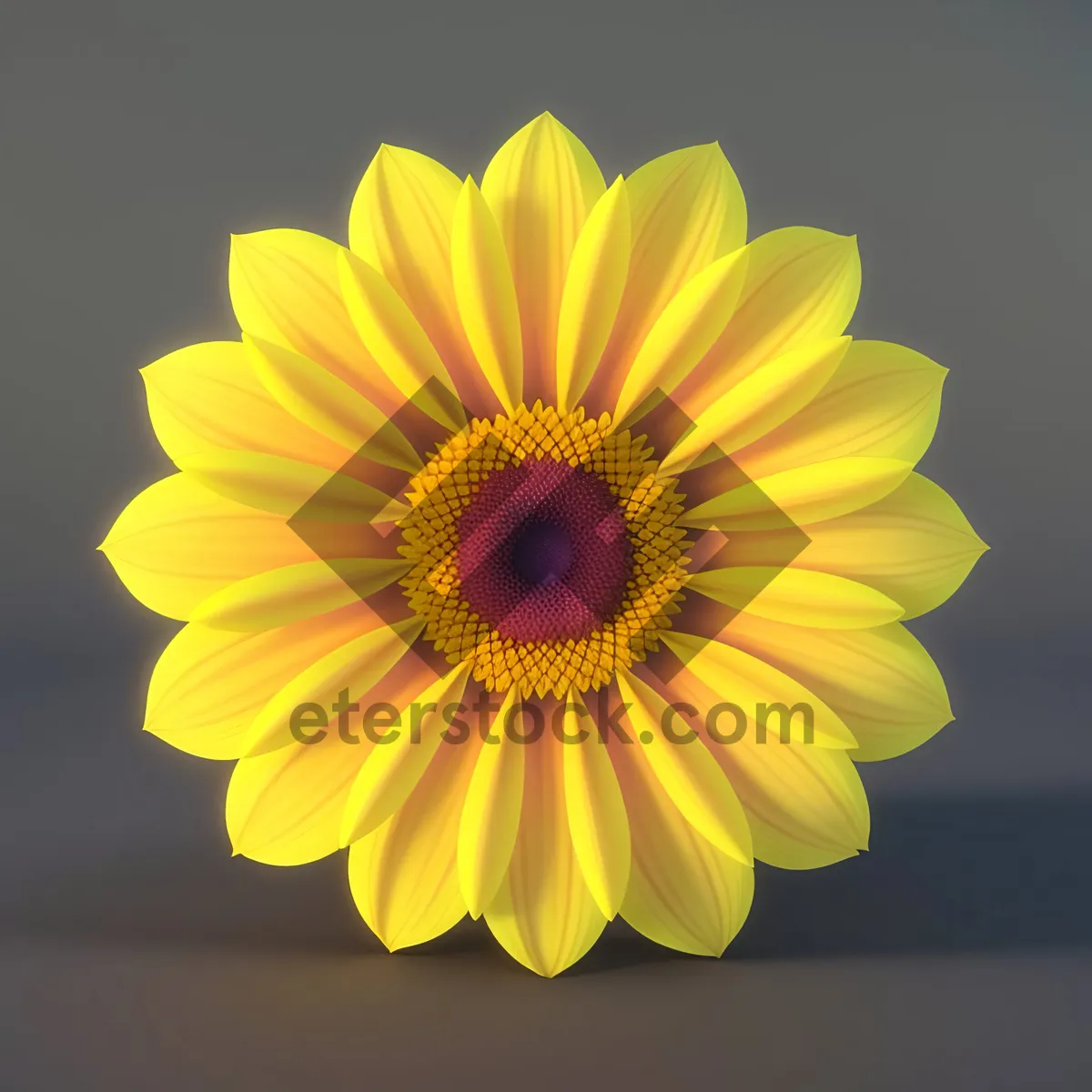 Picture of Vibrant Sunflower Blossom in Full Bloom.