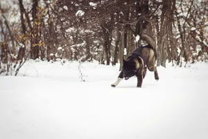 Winter Wonderland: Snow-covered Park with Shepherd Dog