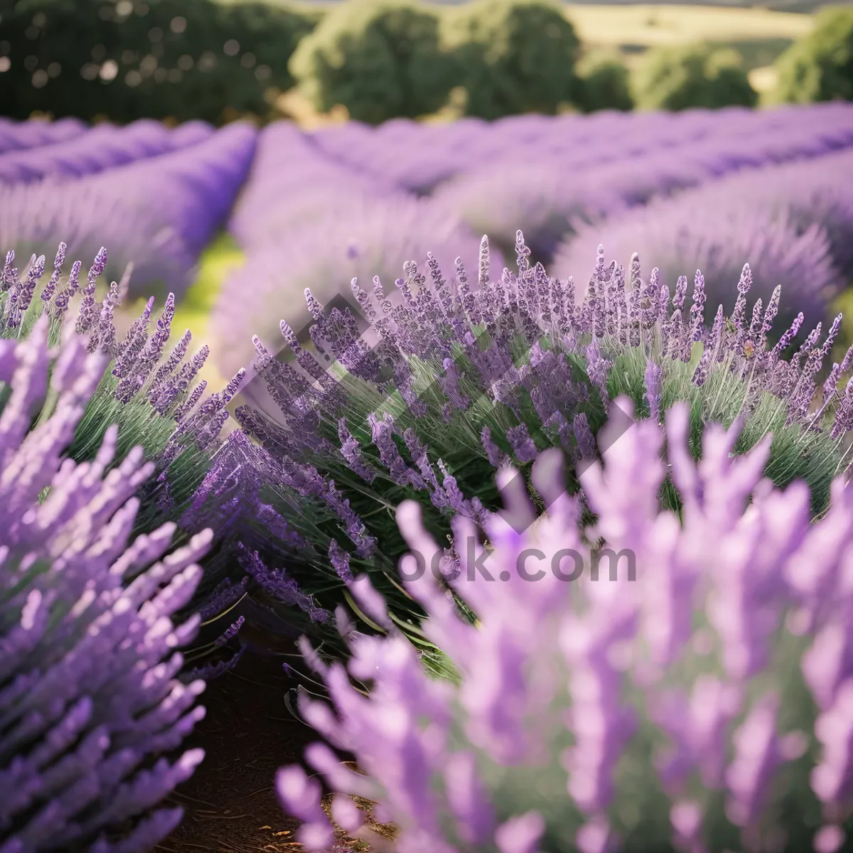 Picture of Vibrant Lavender Flower in Rural Garden Field