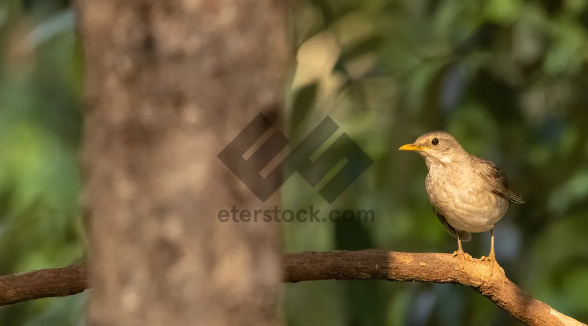 Picture of Black Sparrow with Brown Wings in Spring Garden.