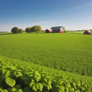 Serene Rural Soybean Field Under Blue Skies