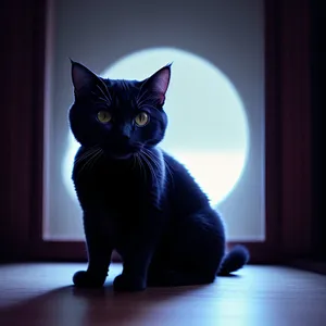 Cute Gray Kitty on Windowsill - Adorable Domestic Pet