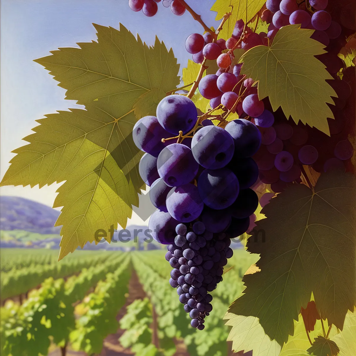 Picture of Autumn Harvest: Ripe Grapevine Cluster in Organic Vineyard