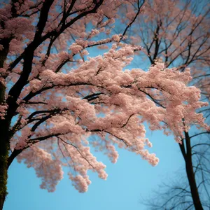 Winter Wonderland: Majestic Trees in Snowy Park