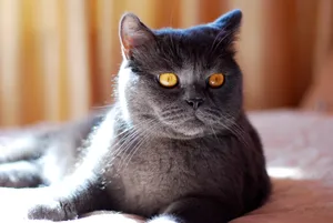 Adorable Gray Kitten with Playful Expression and Whiskers