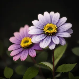 Bright Pink Daisy Close-up in Garden