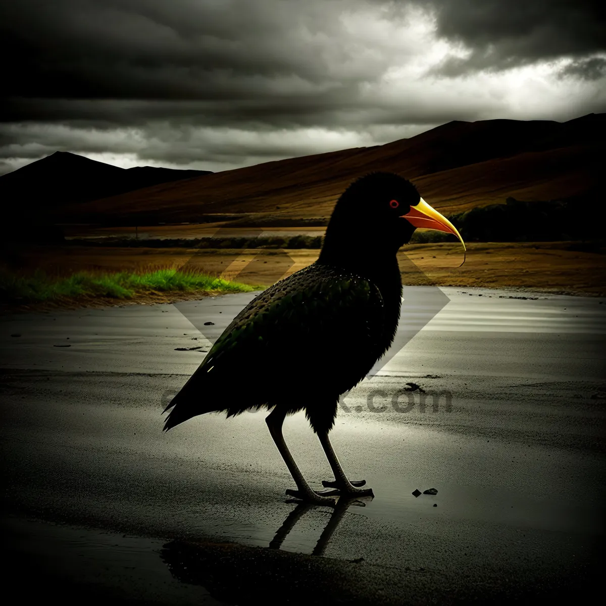 Picture of Sunset Shorebird with Elegant Feathers